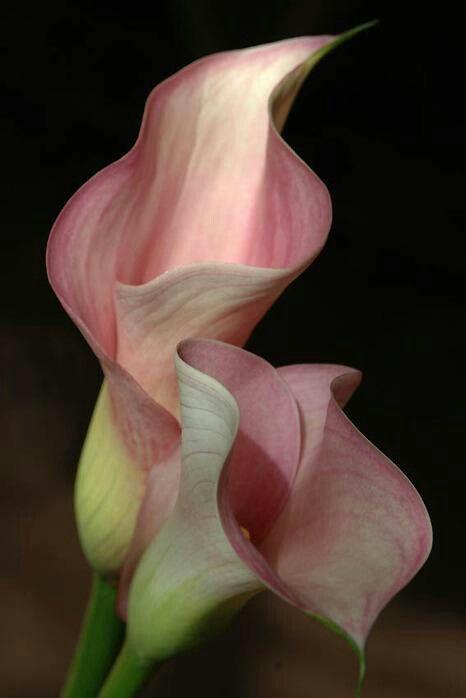 Professional floral arrangement in modern corporate setting